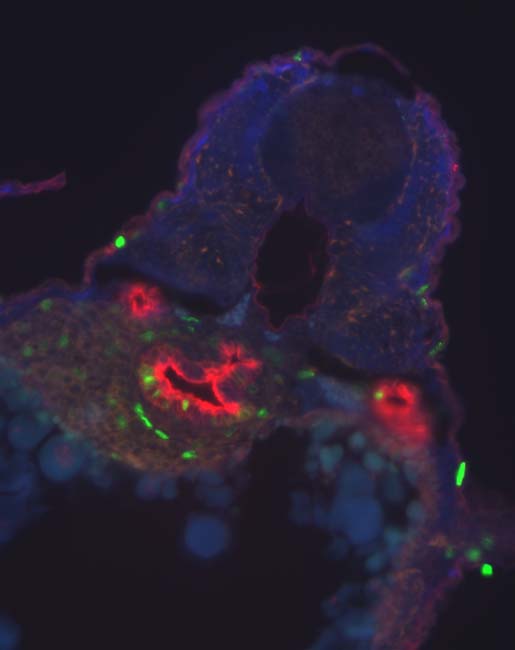 5-5 Brdu SBA 4 day CV 40X merge 03.jpg